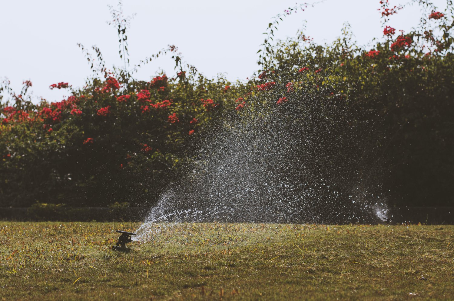 The City of Katy has imposed stage 3 mandatory water restrictions. Under these restrictions, landscape watering can be done only twice a week.